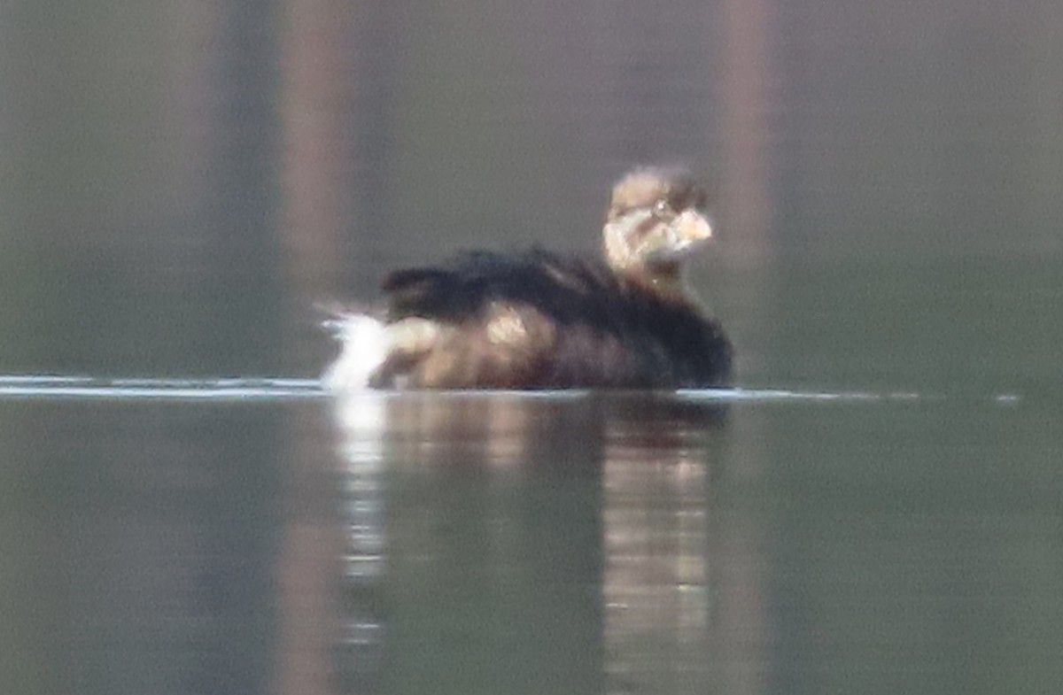 Pied-billed Grebe - Claire Weiser