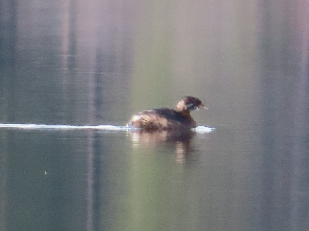 Pied-billed Grebe - Claire Weiser