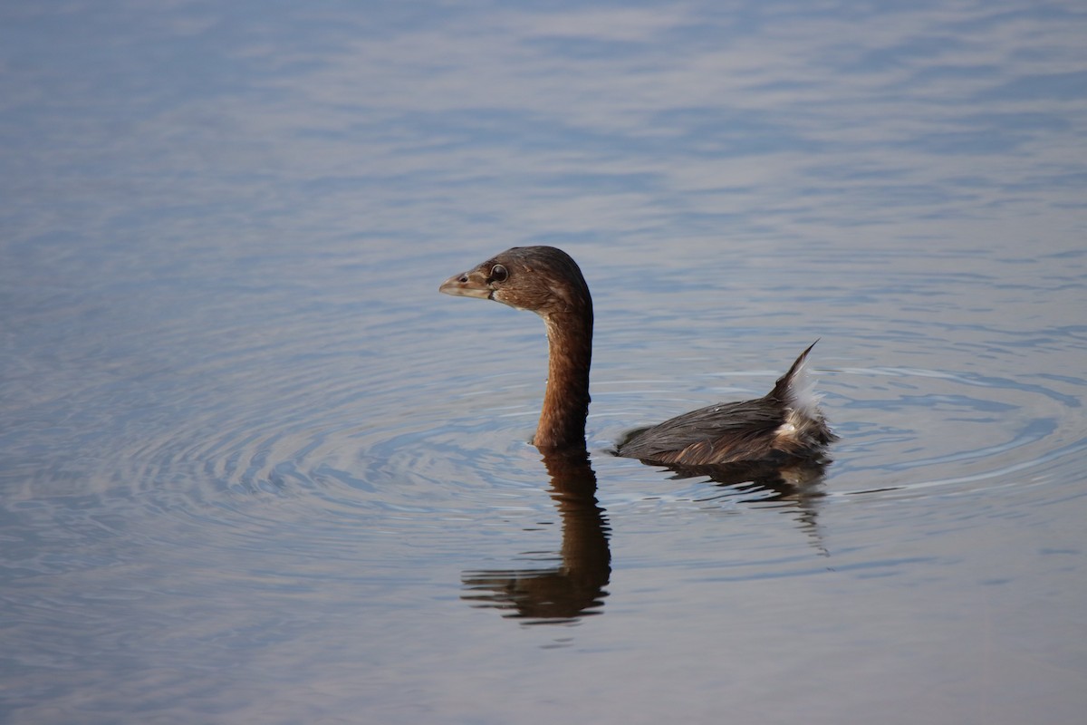 Pied-billed Grebe - ML612682047