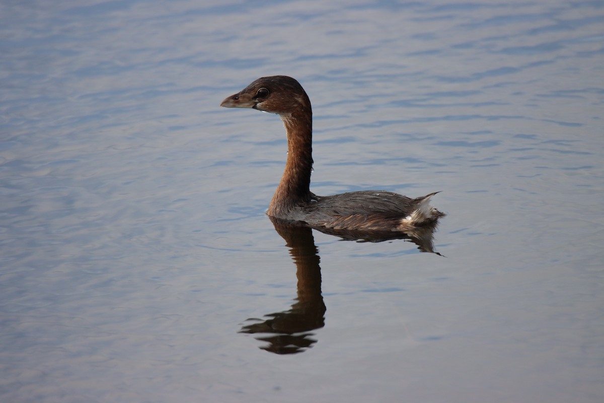 Pied-billed Grebe - ML612682051