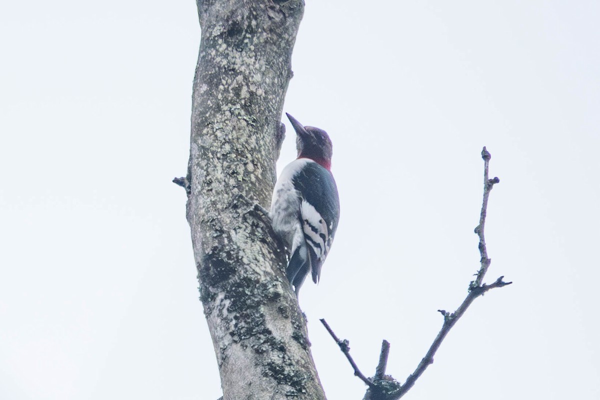 Red-headed Woodpecker - ML612682055