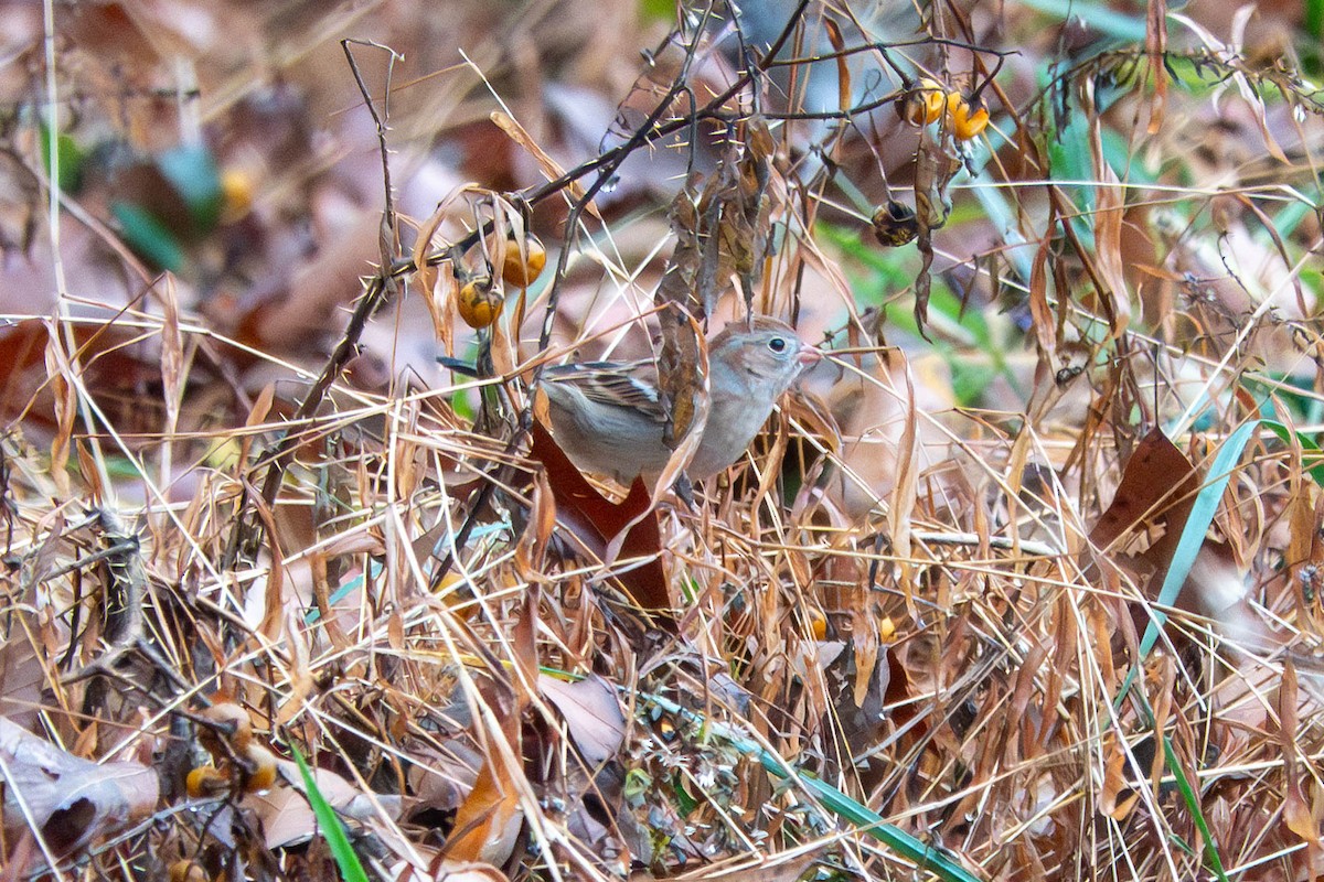 Field Sparrow - ML612682065