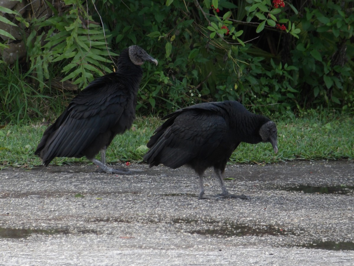 Black Vulture - Vlad Nevirkovets