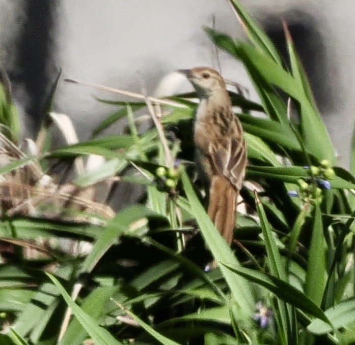 Tawny Grassbird - ML612682231