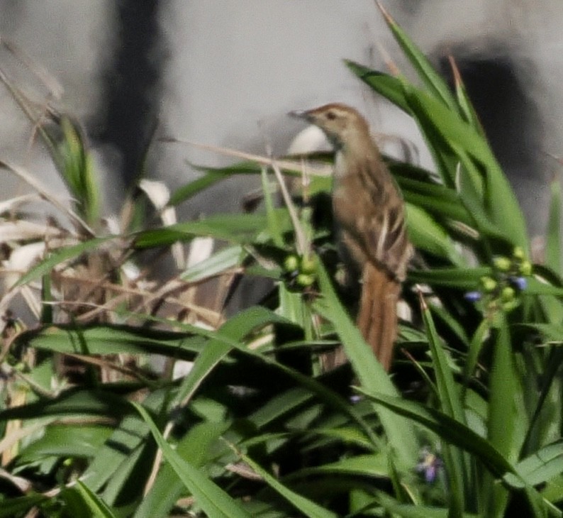 Tawny Grassbird - ML612682232