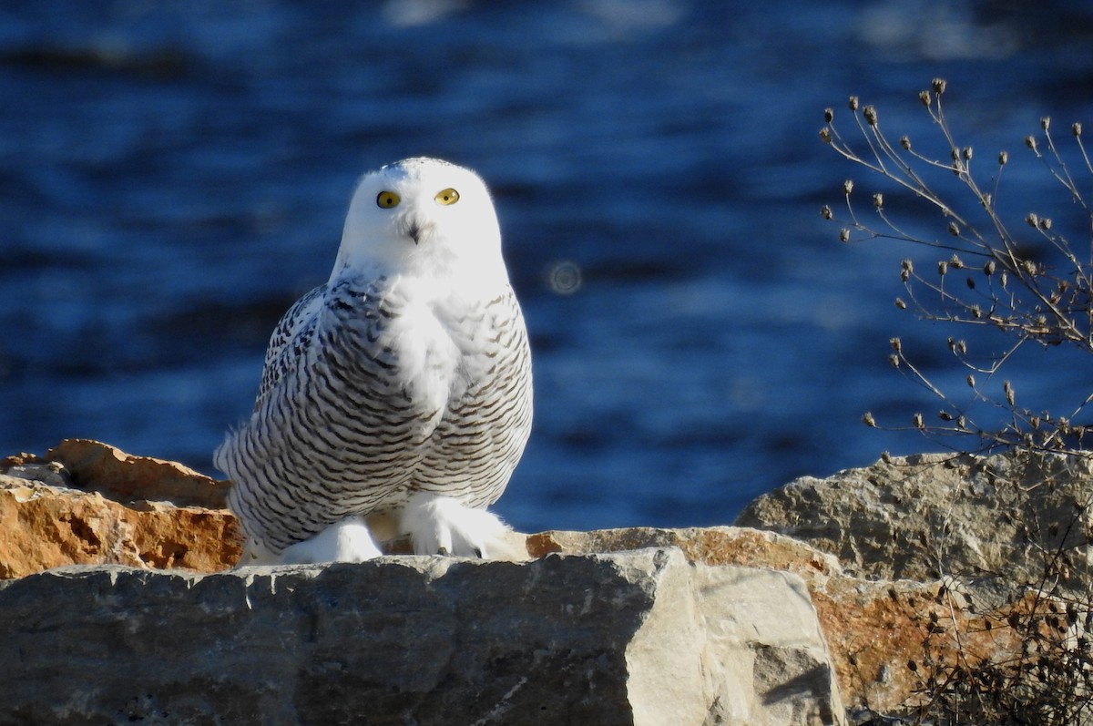 Snowy Owl - ML612682243