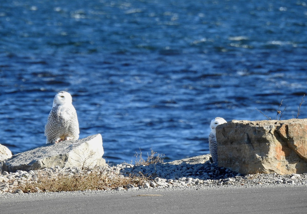 Snowy Owl - Sue Ascher