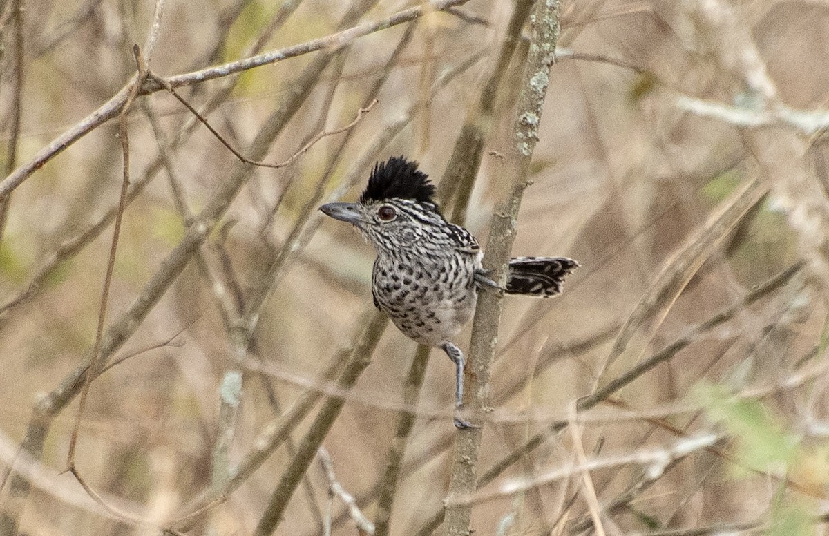 Barred Antshrike (Caatinga) - ML612682246