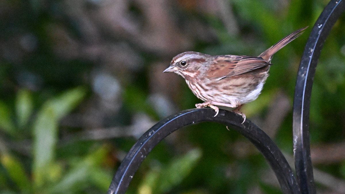 Song Sparrow (rufina Group) - Ryan Merrill