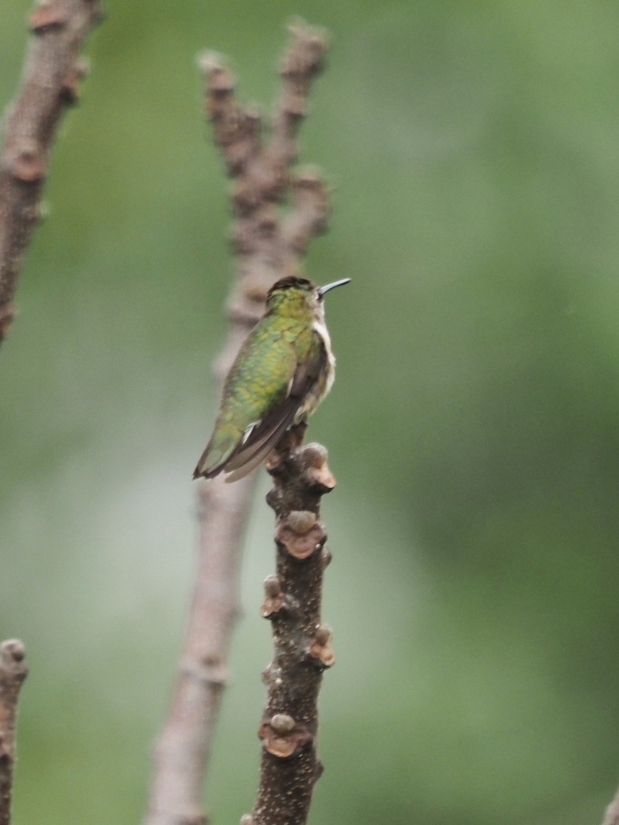 Ruby-throated Hummingbird - ML612682338