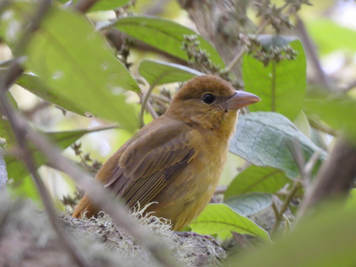 Summer Tanager - ML612682375