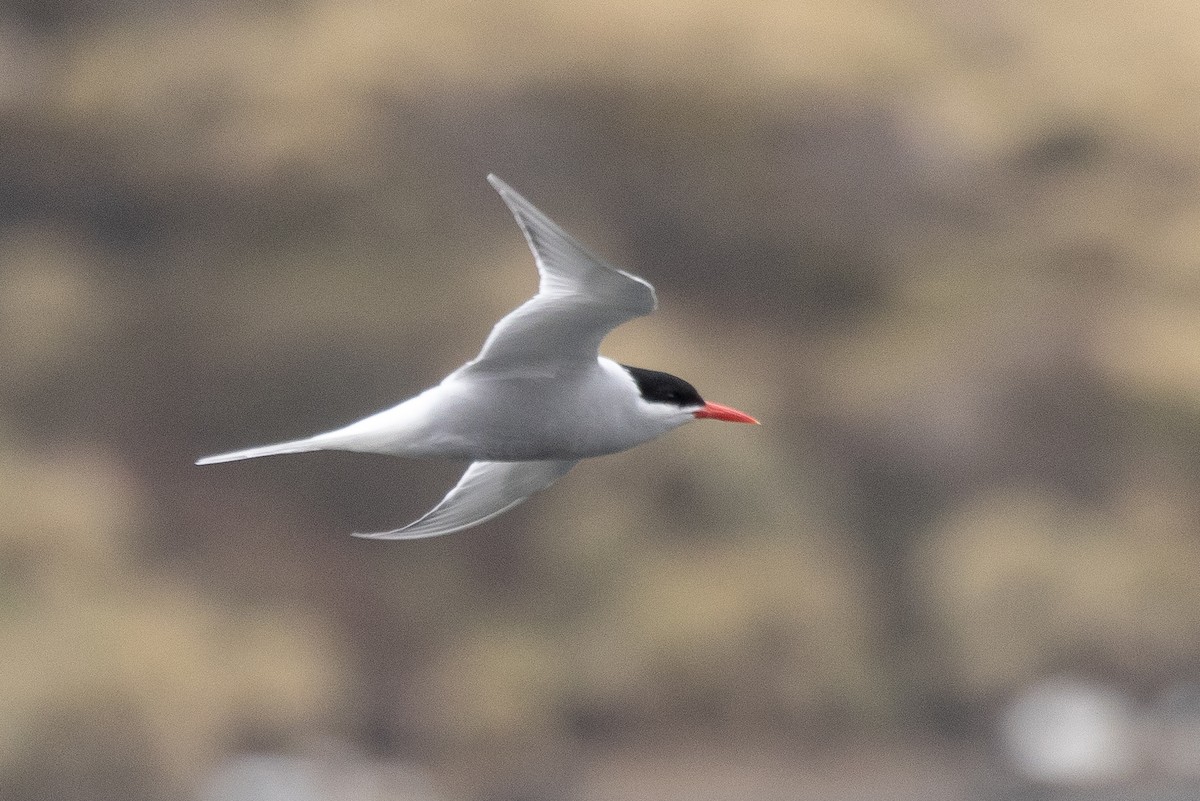 Antarctic Tern - ML612682454