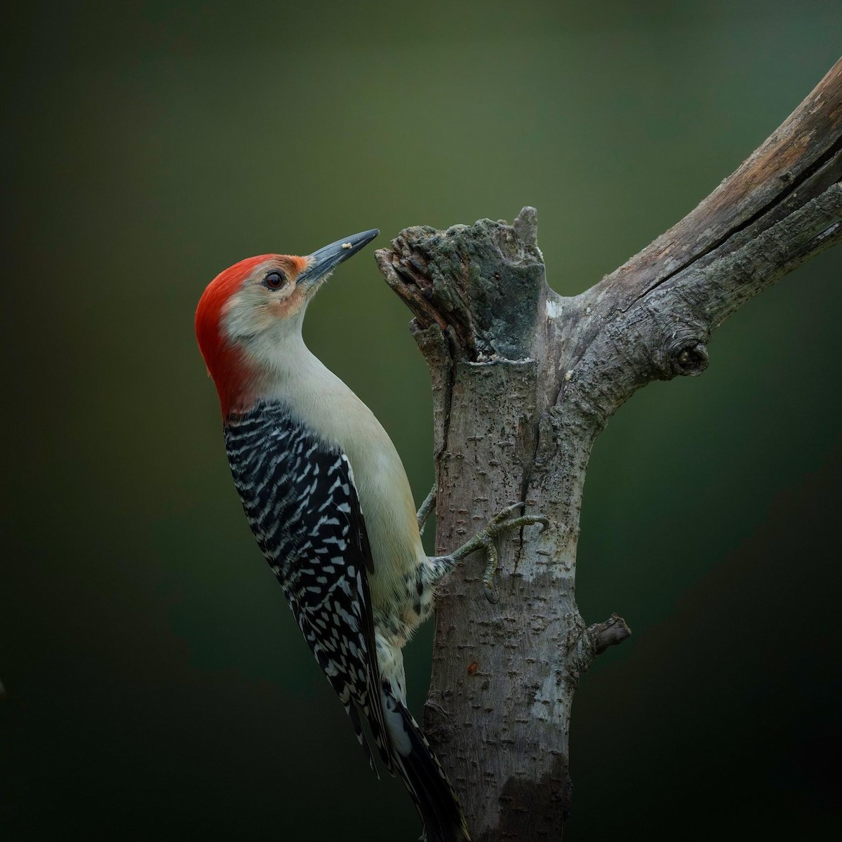 Red-bellied Woodpecker - ML612682459