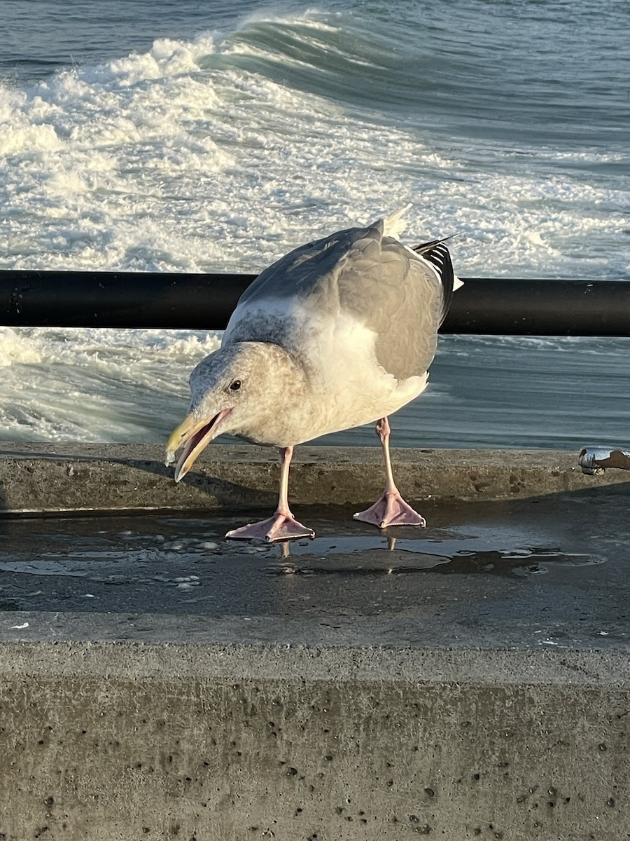 Glaucous-winged Gull - ML612682494