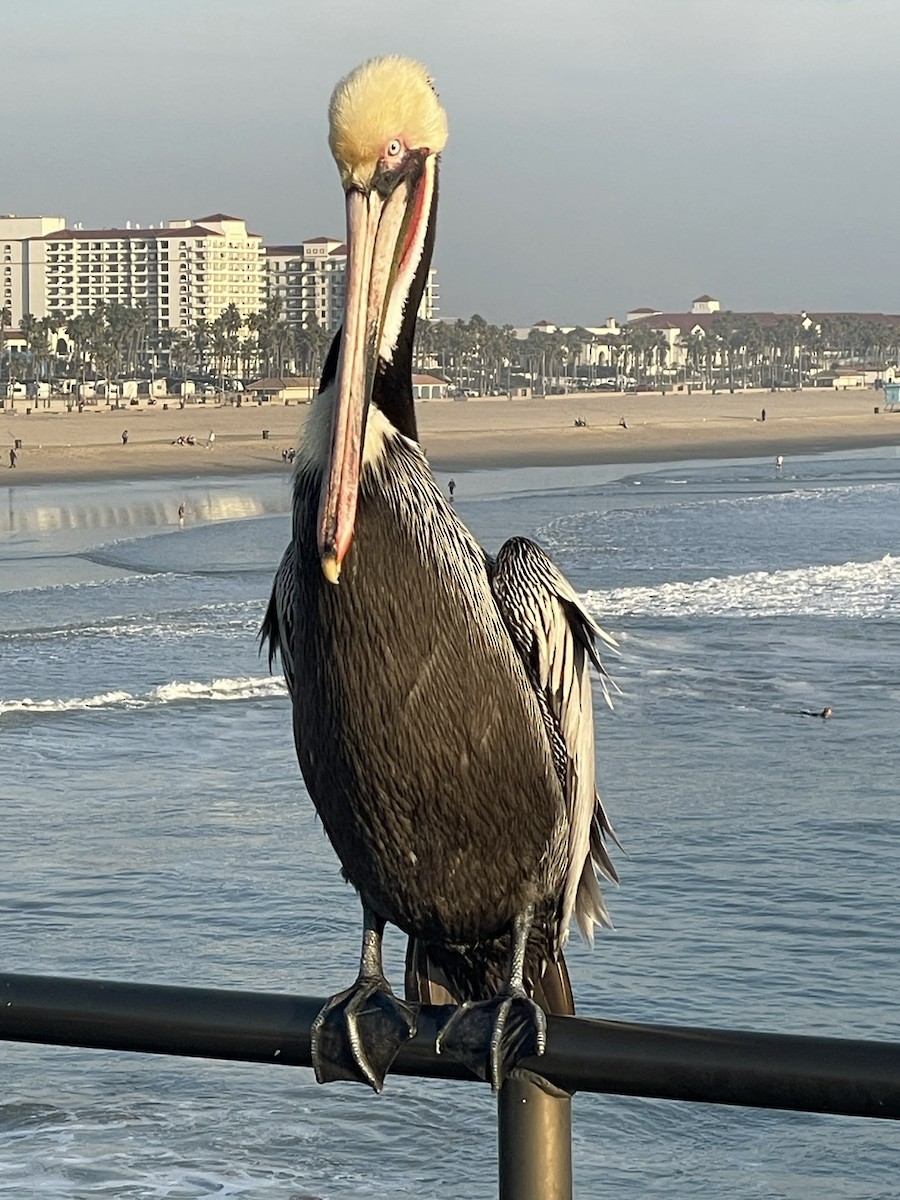 Brown Pelican - Ike Ikemori