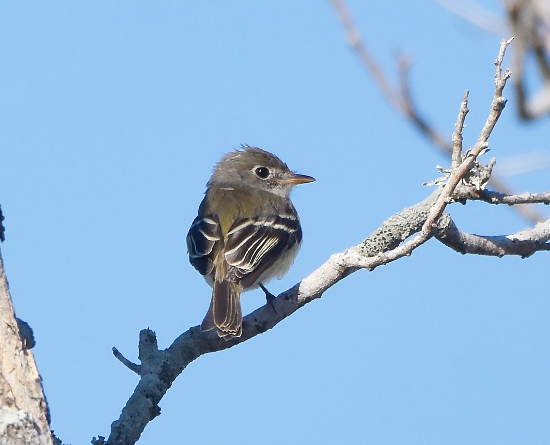 Least Flycatcher - ML612682519