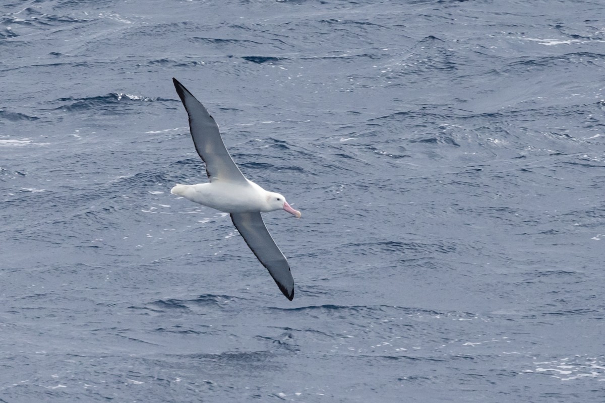 Albatros de las Antípodas (gibsoni) - ML612682550