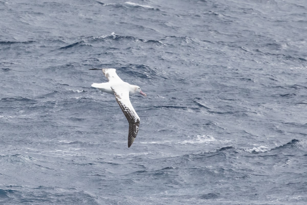Albatros de las Antípodas (gibsoni) - ML612682551