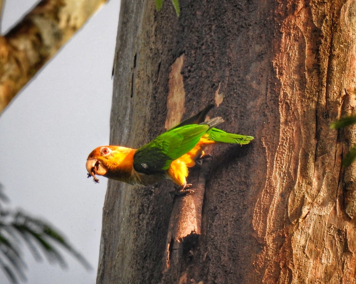 White-bellied Parrot - ML612682579