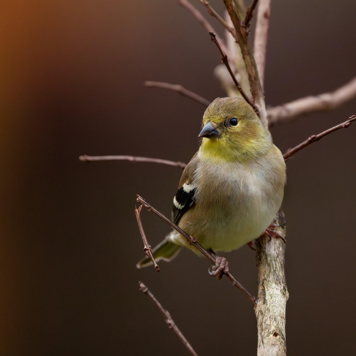 American Goldfinch - ML612682699