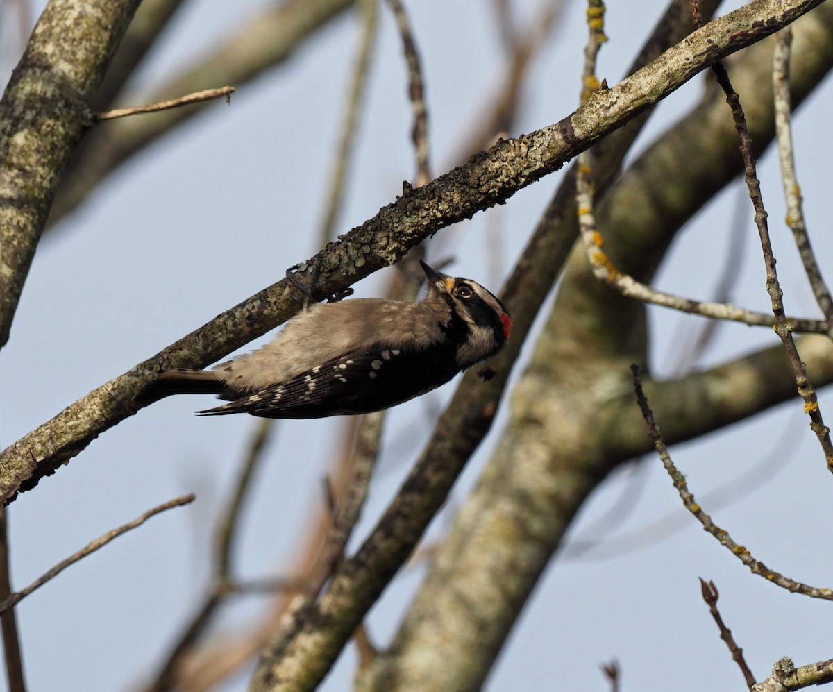 Downy Woodpecker - royann petrell