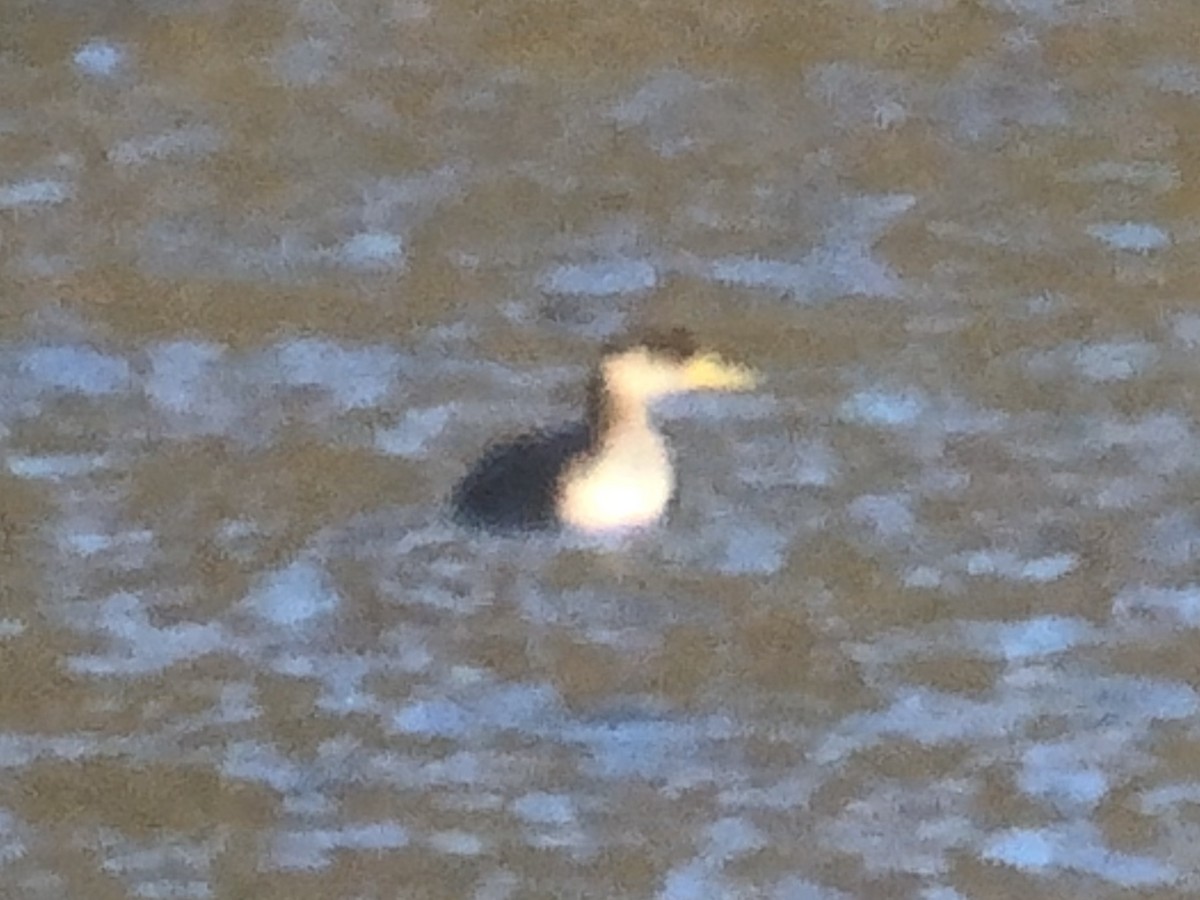 Red-necked Grebe - ML612682915