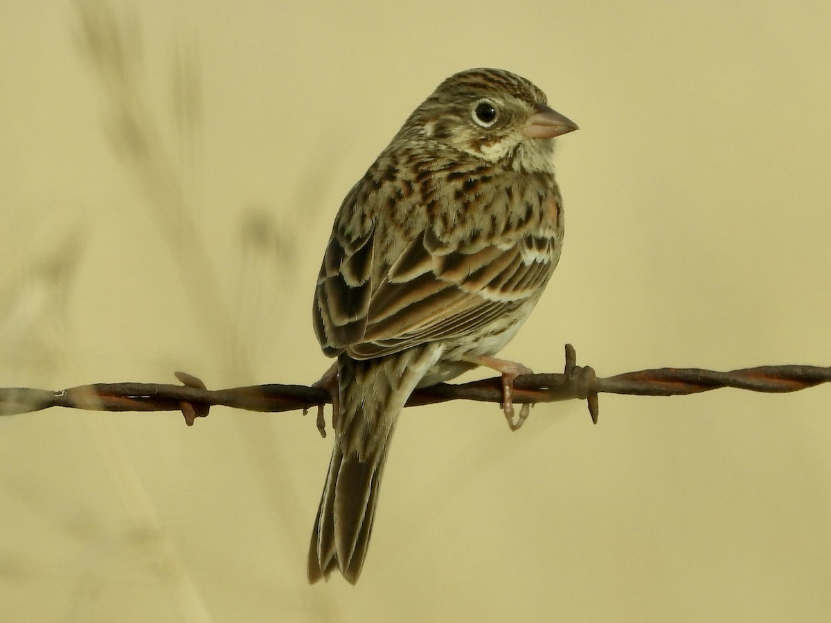 Vesper Sparrow - ML612682942