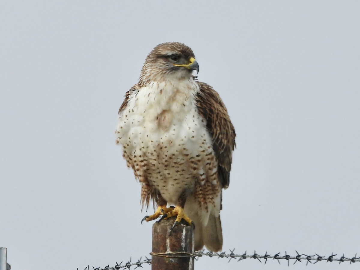 Ferruginous Hawk - ML612682967