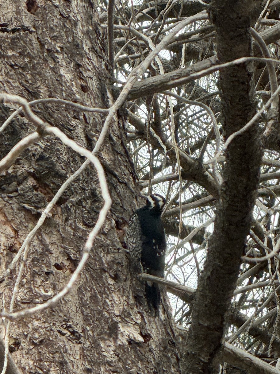 Williamson's Sapsucker - ML612683014