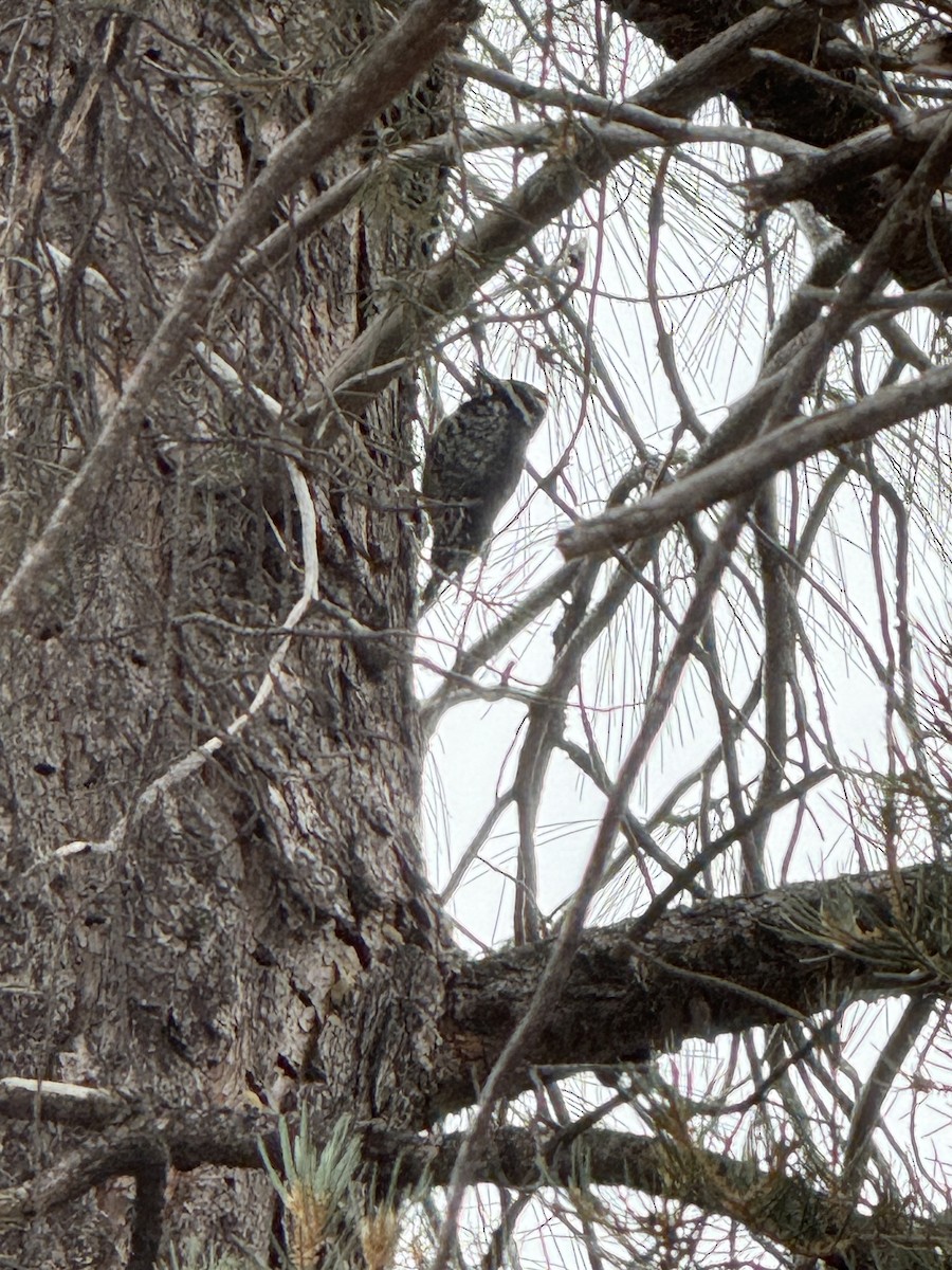 Williamson's Sapsucker - ML612683015