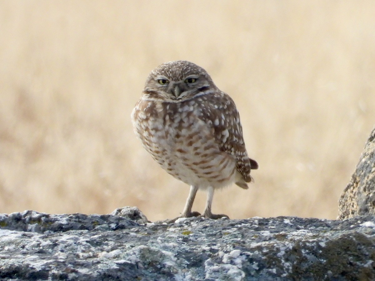 Burrowing Owl - ML612683021