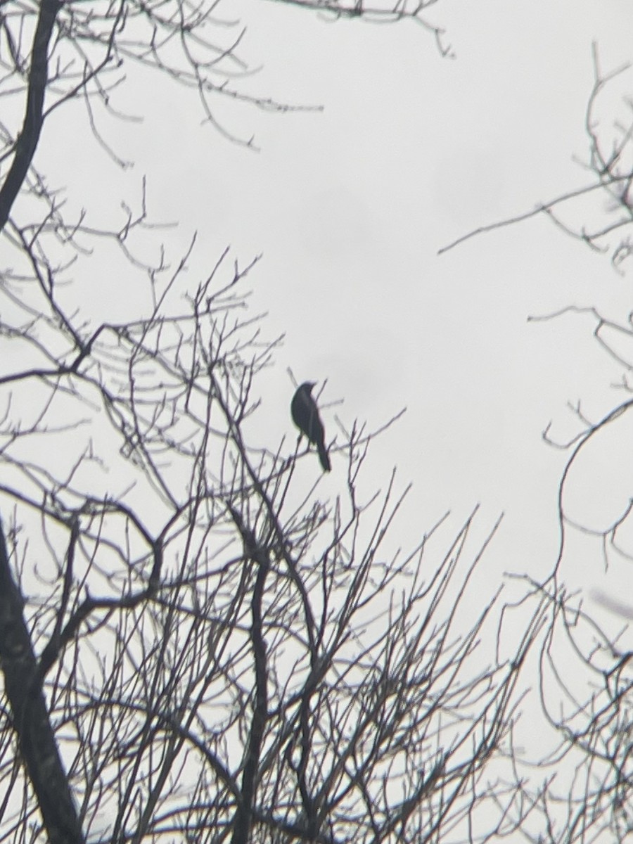 Common Grackle - ML612683032