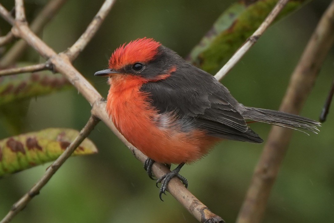 Brujo Flycatcher - Paul Klerks