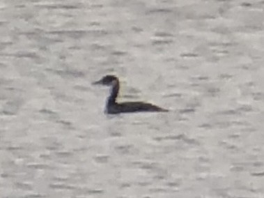 Red-necked Grebe - Tim Carney