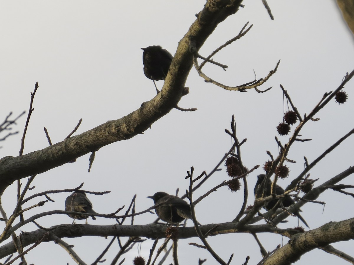 Rusty Blackbird - ML612683053