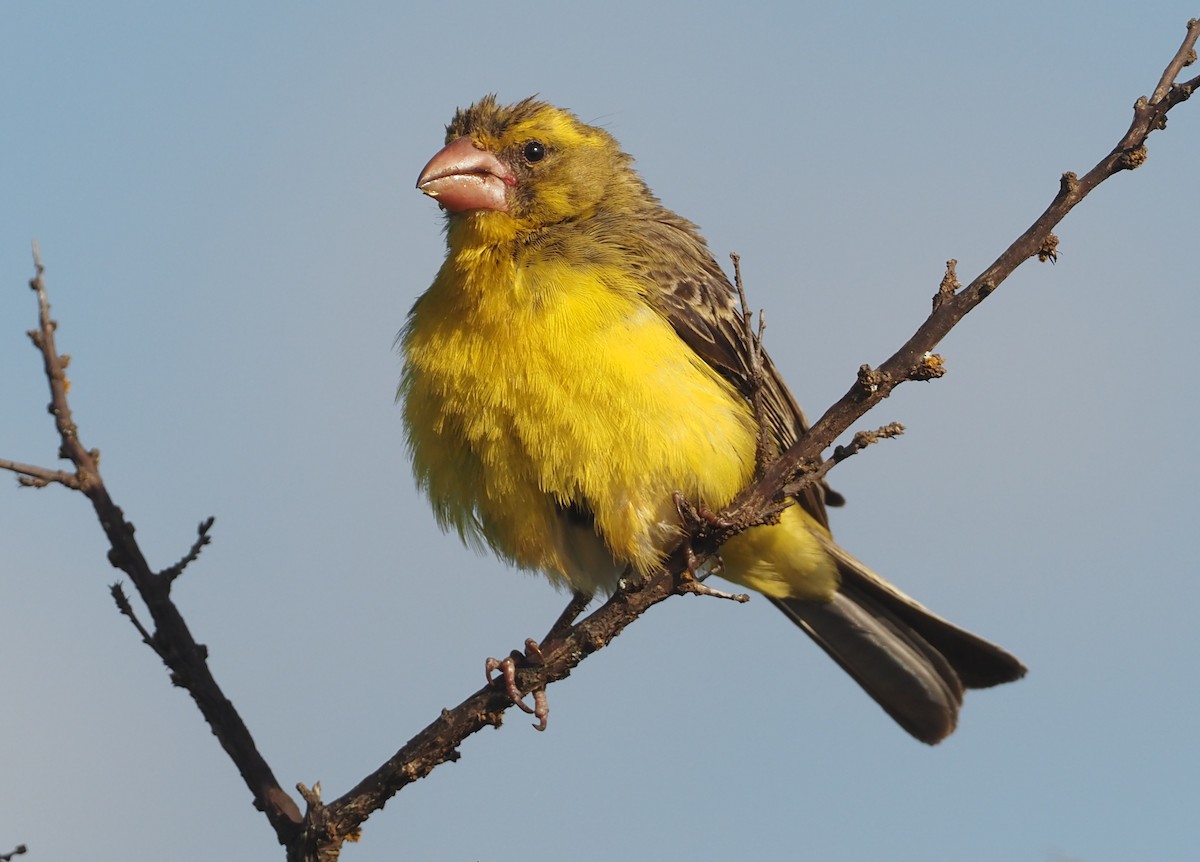 Serin à gros bec - ML612683178