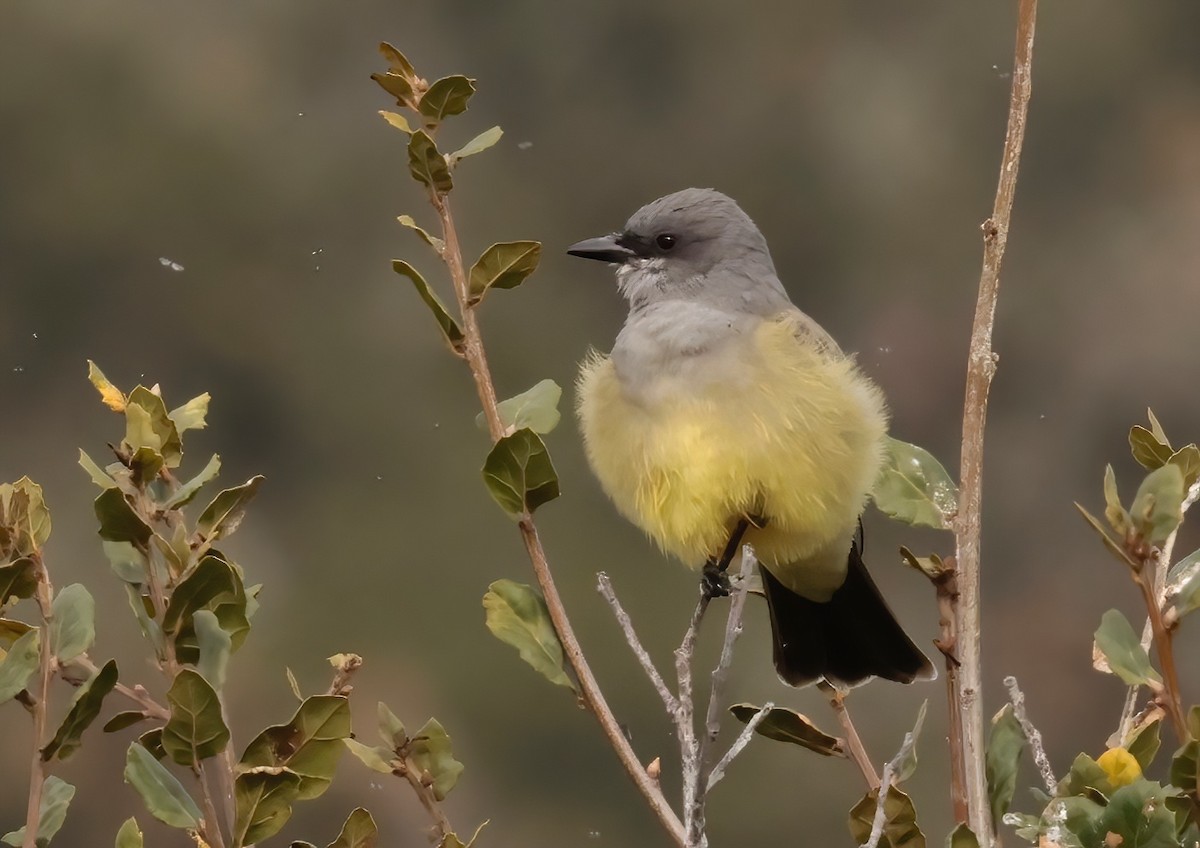 Cassin's Kingbird - ML612683196