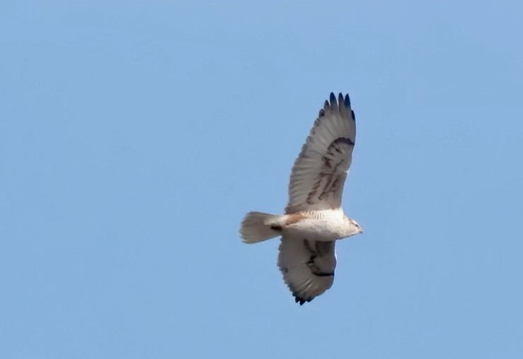 Ferruginous Hawk - ML612683206