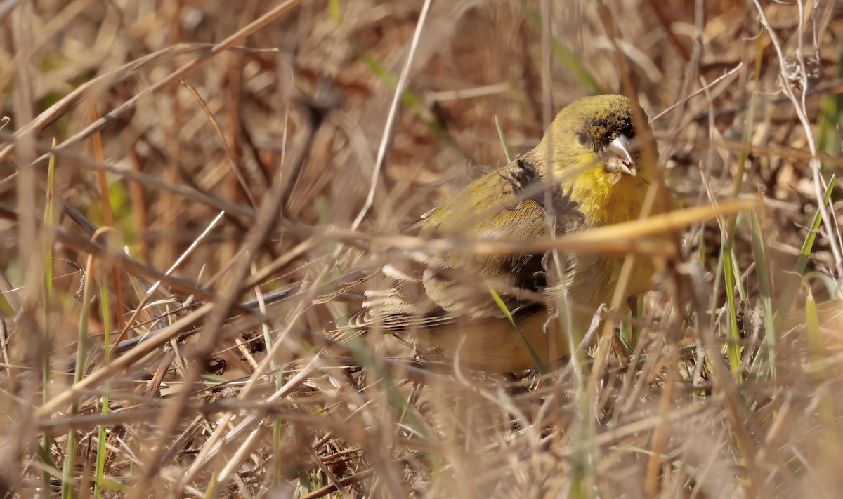 Lesser Goldfinch - ML612683223