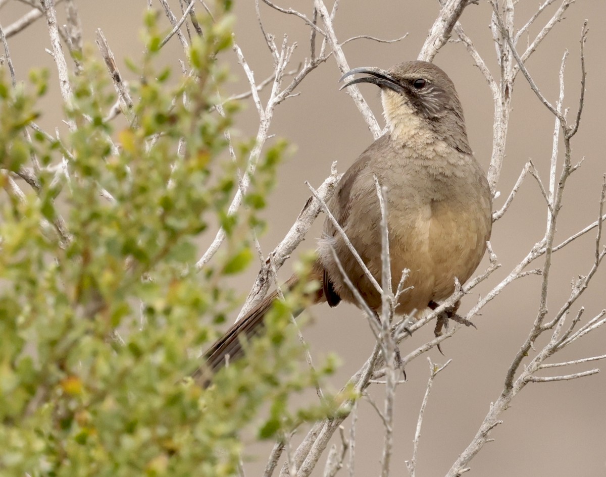 California Thrasher - ML612683248