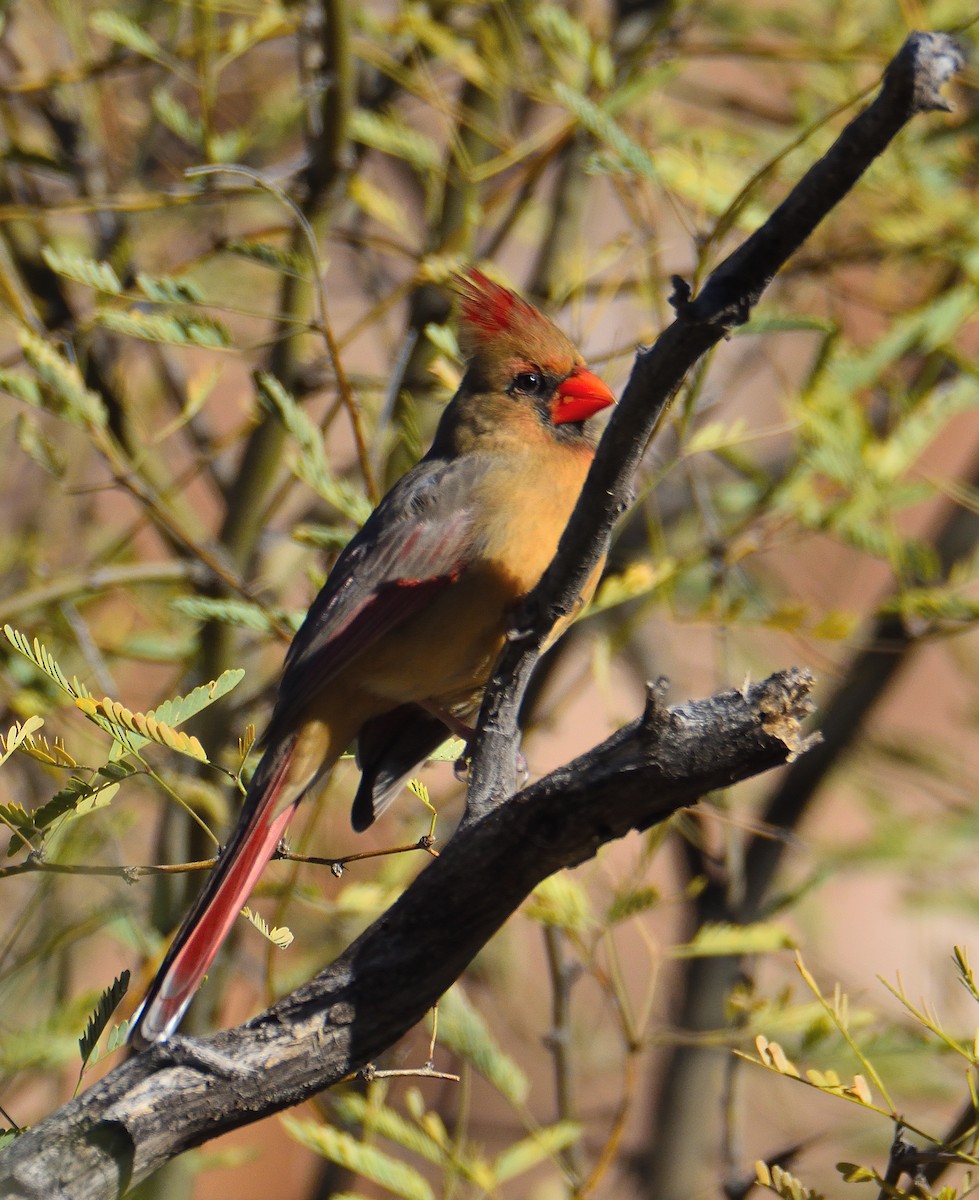 Cardinal rouge - ML612683373