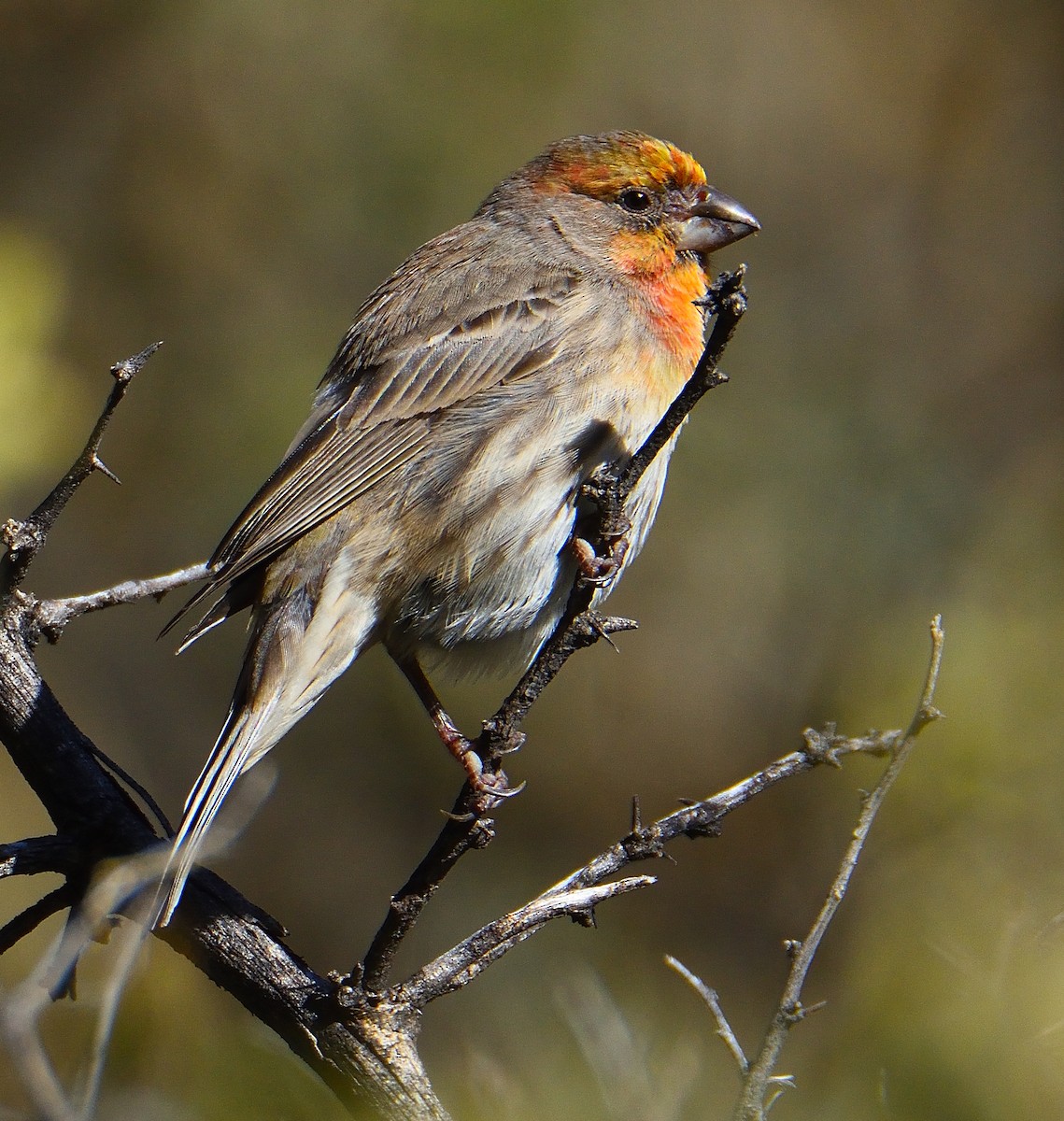 House Finch - ML612683383