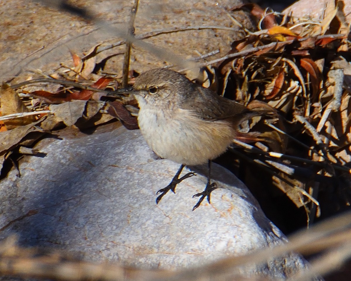 Rock Wren - Lynn & Dale Mason