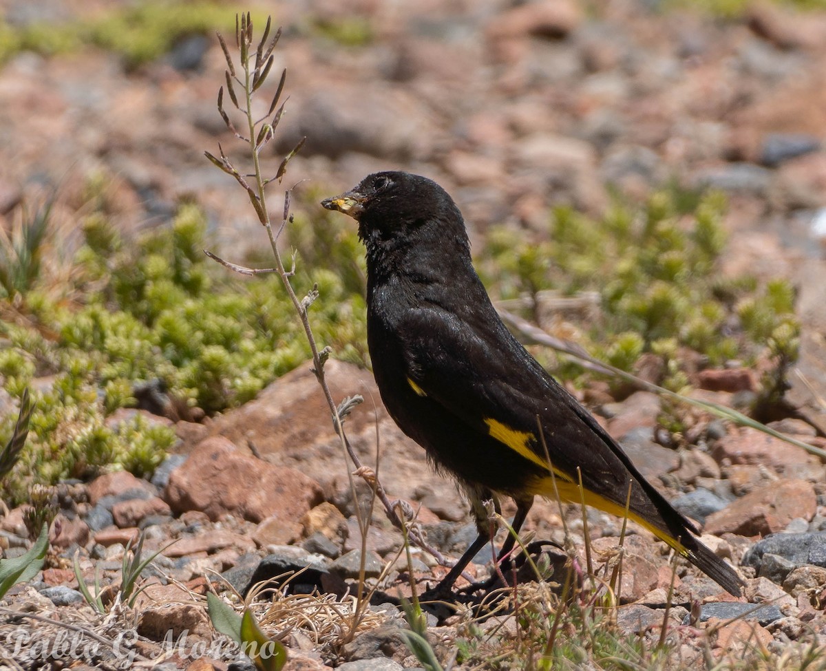 Black Siskin - Pablo Moreno