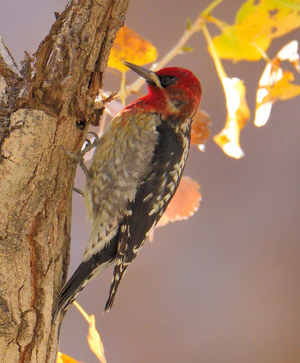 Red-breasted Sapsucker - Lynn & Dale Mason