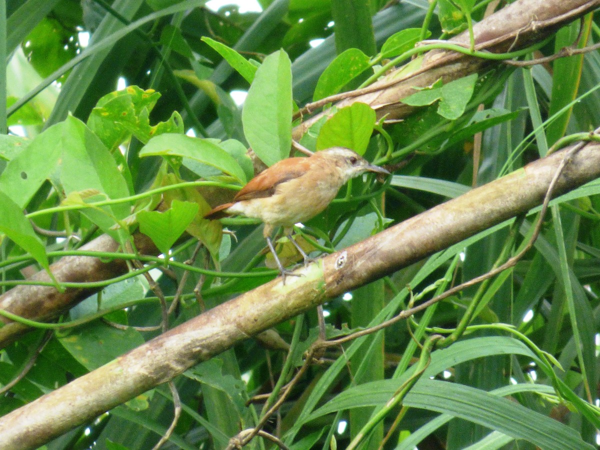 Lesser Hornero - Magui Rojas