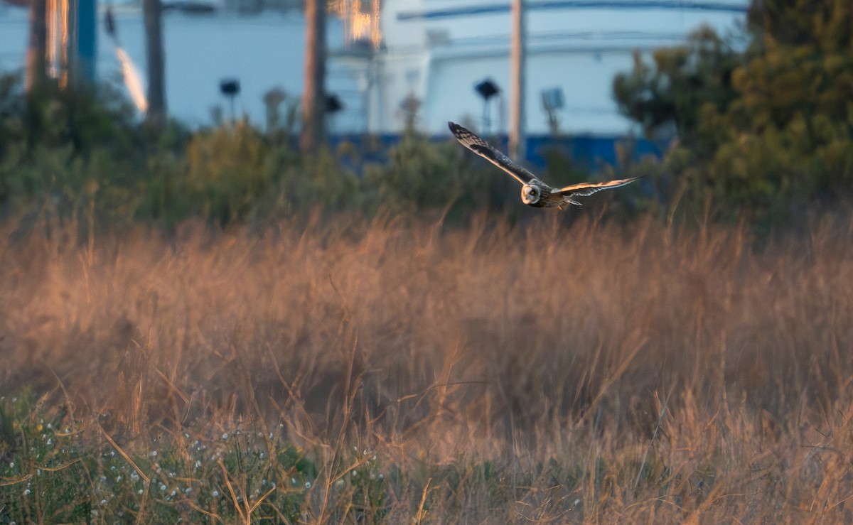 Short-eared Owl - ML612683434