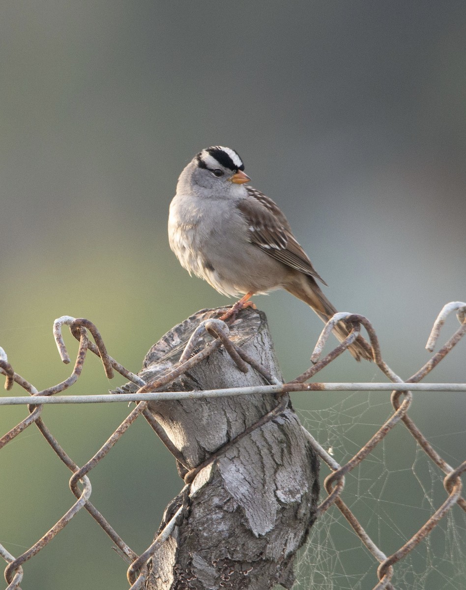 White-crowned Sparrow - ML612683525