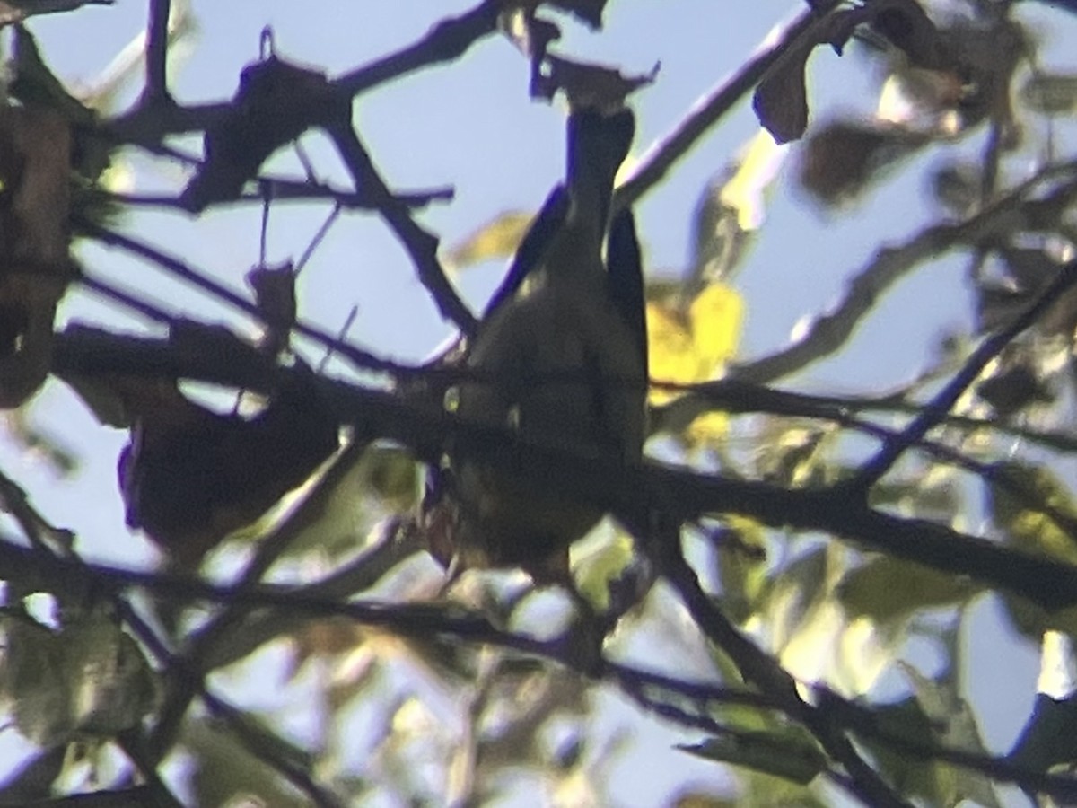 Northern Parula - ML612683542