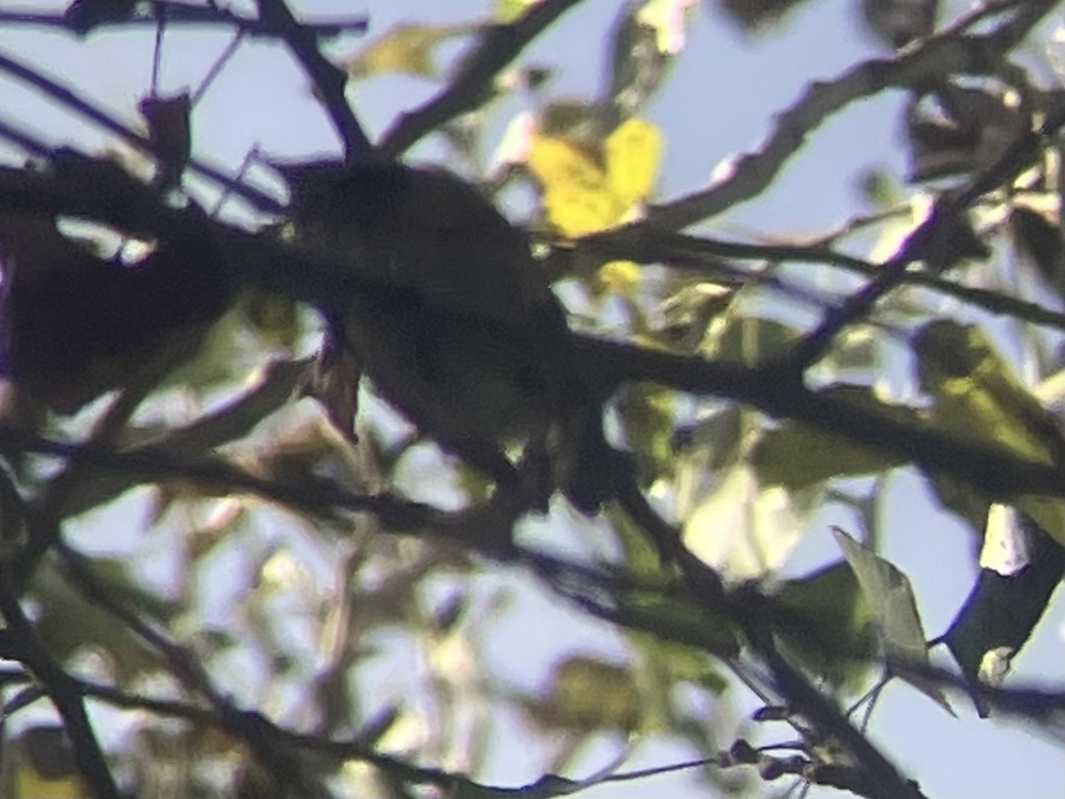 Northern Parula - ML612683543